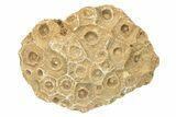 Rough Fossil Coral (Actinocyathus) From Morocco - 3" to 4" - Photo 3